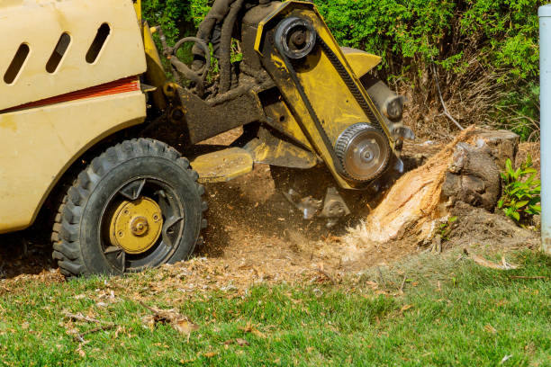 Emergency Storm Tree Removal in Pleasant View, TN